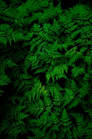 Plants growing in a farm setting