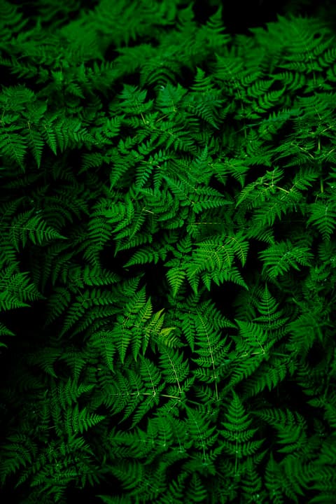Green plants in a growing environment